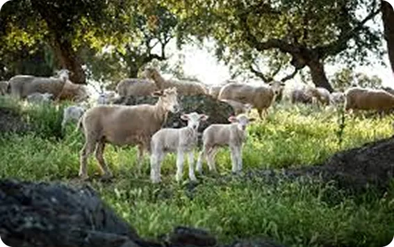 Visita a finca de ovejas en Sayago